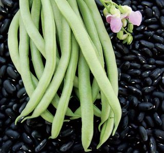 Growing Beans of Heirloom Varieties Image